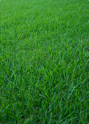 RTF Fescue
